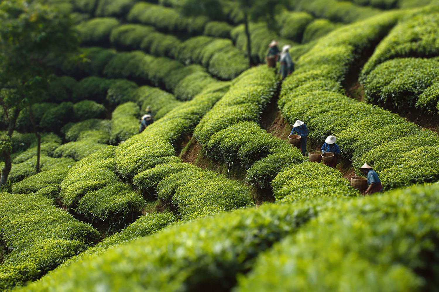 Sourcing - Aromatic Flavours & Extracts
